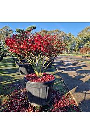 Euonymus alatus Compactus C130 Lit. 90-100 cm Dežnik