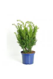 Taxus media Densiformis C5 Lit. 40-60 cm