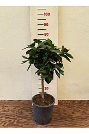 Citrus sinensis Acrobal Ø20 Na steblu 30 cm