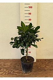 Citrus sinensis Limon Dolce Ø20 Na steblu 30 cm