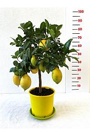 Citrus sinensis Limon Lunario Ø20 Na steblu 30 cm