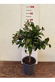 Citrus Meyeri Ø20 Na steblu 30 cm