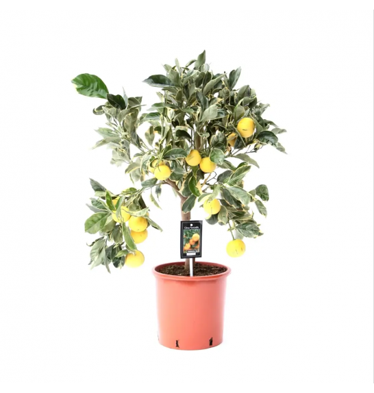 Citrus sinensis Limon Variegata Ø20 Na steblu 30 cm