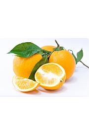 Citrus sinensis Limon Cappuccio Ø24 Na steblu 50 cm