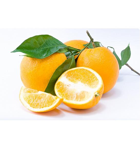 Citrus sinensis Limon Cappuccio Ø24 Na steblu 50 cm