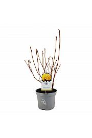 Azalea mollis Sonnenköpfchen C5 Lit. 40-50 cm