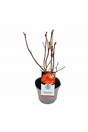 Azalea mollis Feuerköpfchen C5 Lit. 40-50 cm