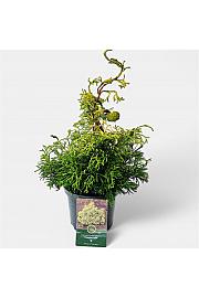 Chamaecyparis obtusa Tsatsumi Gold C2,5 Lit. 20-25 cm