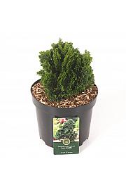 Chamaecyparis obtusa Nana Gracilis C5 Lit. 25-30 cm