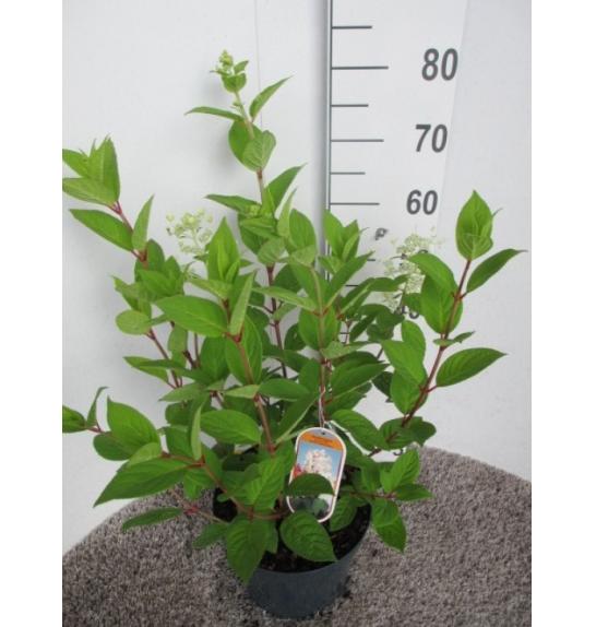 Hydrangea paniculata Early Sensation C7,5 Lit. 40-50 cm