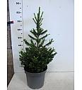 Picea abies Will's Zwerg C5 Lit. 40-50 cm