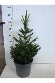 Picea abies Will's Zwerg C5 Lit. 40-50 cm