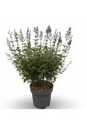 Syringa bloomera Dark Purple C7,5 Lit. 50-60 cm