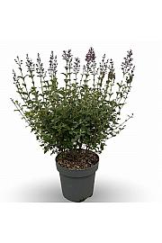 Syringa bloomera tamnoljubičasta C7,5 lit. 50-60 cm