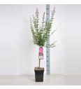 Syringa bloomera Pink Perfume C10 Lit. Na steblu 80 cm