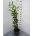 Fagus sylvatica Dawyck C7,5 Lit. 80-100 cm