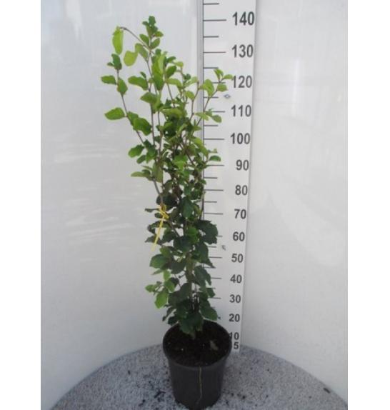 Fagus sylvatica Dawyck C7,5 Lit. 80-100 cm