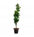 Fagus sylvatica Dawyck Gold C7,5 Lit. 80-100 cm