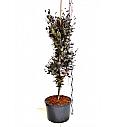 Fagus sylvatica Dawyck Purple C7,5 Lit. 80-100 cm