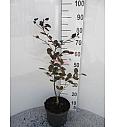 Fagus sylvatica Riversii C7,5 Lit. 80-100 cm