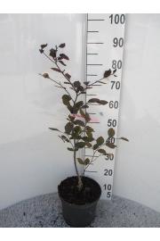 Fagus sylvatica Riversii C7.5 Lit. 80-100 cm