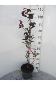 Fagus sylvatica Rohan Obelisk C7,5 Lit. 80-100 cm