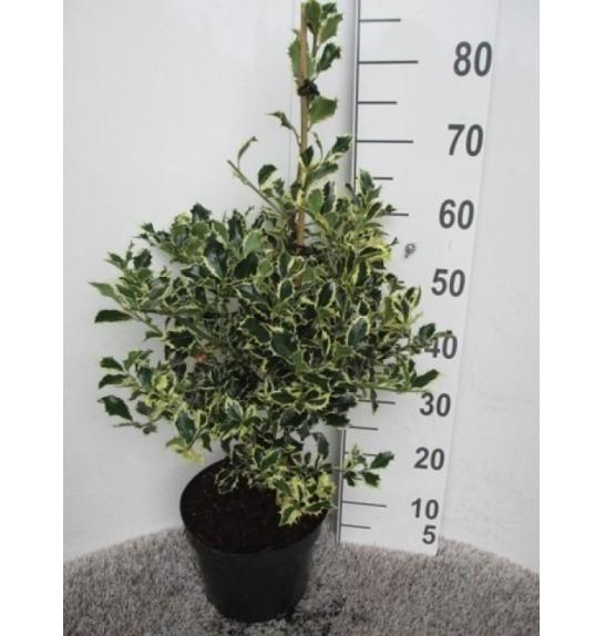 Ilex aquifolium Argentea Marginata C7,5 Lit. Piramida 60-80 cm