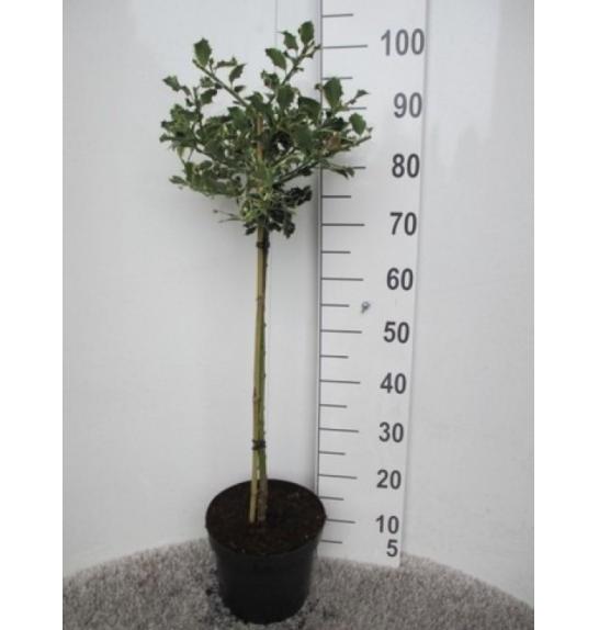 Ilex aquifolium Argentea Marginata C7,5 Lit. Na steblu 60 cm