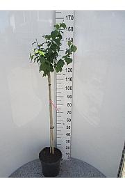 Hibiscus syriacus Duc de Brabant C10 Lit. Na stabljici 100 cm