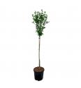 Hibiscus syriacus Hamabo C10 Lit. Na steblu 100 cm