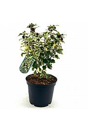 Hibiscus syriacus Purpureus variegatus C10 Lit. Na stabljici 100 cm