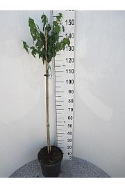 Hibiscus syriacus Crveno srce C10 Lit. Na stabljici 100 cm