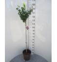 Hibiscus syriacus Woodbridge C10 Lit. Na steblu 100 cm