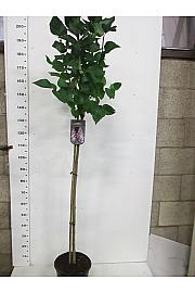 Syringa bloomera Michael Buchner C10 Lit. Na stabljici 110 cm