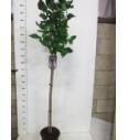 Syringa bloomera Michael Buchner C10 Lit. Na steblu 110 cm