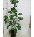 Magnolia hybrid Sunsation C10 Lit. 80-100 cm