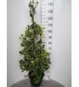 Ilex altaclerensis Golden King C10 Lit. Piramida 100-120 cm