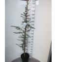Cedrus libani Glauca C12 Lit. 140-160 cm