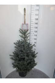 Picea pungens Super Blue C20 Lit. 160-170 cm