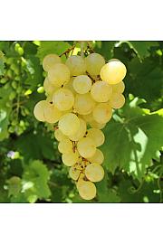 Vitis vinifera Matilde C4 Lit. 125-150 cm