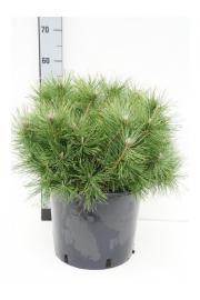 Pinus mugo Uncinata C15 Lit. 50-60 cm