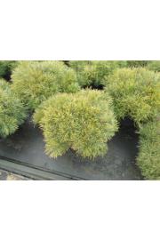 Pinus mugo Mughus C15 Lit. 60-70 cm