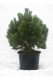 Pinus leucodermis Compact Gem C25 Lit. 60-80 cm
