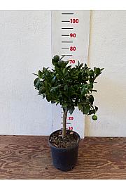 Citrus limetta Pursha Ø20 Na steblu 30 cm