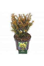 Taxus baccata Semperaurea C2.5 Lit. 25-30 cm