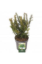 Taxus baccata Repandens C2.5 Lit. 20-25 cm