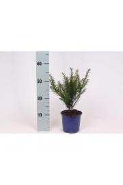 Taxus baccata Ø11 10-15 cm