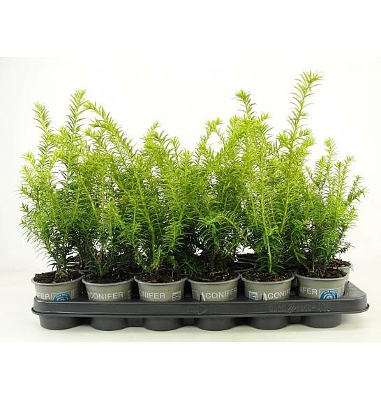 Taxus baccata GoldStrike PBR Ø9