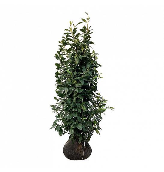 Prunus laurocerasus Novita bala 150-175 cm extra