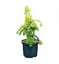 Taxus baccata Dovastonii Aurea C2,5 Lit. 30-40 cm